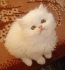 Бяло персийско коте