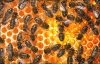 Продавам 10 пчелни семеиства с кошери