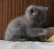 Развъдник за персийски и екзотични късокосмести котки Rubirose 