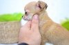 Мини чихуахуа цвят-пясъчен обезпаразитено вътрешно и външно с европаспорт,микр очип и ваксини.За повече информация за кученцето телефон-08856989 88...