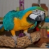синьо и злато папагал ара за приемане
