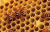 Продавам пчелен мед.