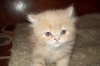 Продавам персийско котенце