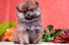 "Raia-Dogs" предлага малки кученца - померани . Кученцата са с малки муцунки и двоен подкосъм. Обезпаразитени са вътрешно и външно, с...