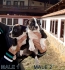 kученца Американски Стафордшир Териер с fci - родословия