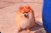 "Raia-Dogs" предлага малки кученца - ПОМЕРАНИ в продажба от 24-03-2012 г. на цени от 800 до 1200 лв. Кученцата са с малки муцунки и двоен...