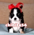 Уникално бебе Чихуахуа-Продава се кученцето от снимките