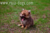 ↓ ↑ ↓ ↑ "Raia-Dogs" предлага малки кученца - померани . Кученцата са с малки муцунки и двоен подкосъм. Обезпаразитени са вътрешно и...