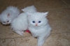 Продавам малки персийски котенца. Цена: 150лв. За контакт: 0878654999