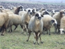 продавам стадо овце и агнета