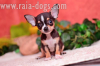 "Raia-dogs"- предлага супер мини късокосмести чихуахуа на 70 дни, мъжки и женски с различни цветове бели ,кремави,рижи,шо коладови и...