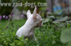 Raia-Dogs предлага супер мини бяло чихуахуа на 80 дни.Кученцето е мъжко обезпаразитено вътрешно и външно с европаспорт,микрочип и ваксини.За повиче...