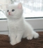 Развъдник Prestige Plus продава елитни британски късокосмести котенца