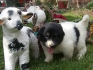 Продавам кученца от породата Българско овчарско куче