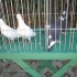 Адански гълъби