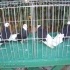 Продавам Белоглави гълъби