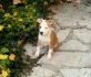 Кученца Американски Стафордшир Териер с fci-родословия