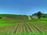 Купувам земеделски земи в община Кнежа - Бреница, Лазарово, Еница, Кнежа