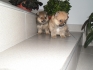   Померански Шпицове - реални снимки от днес !  Продават се кученцата от снимките !  Богат избор на малки кученца.  Различни възрасти !...