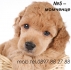 ПУДЕЛ стандартен (височина в зряла възраст 30-42см.) -развъдник WWW.DOGKENNELBG.COM продава малки кученца обезпаразитени, с паспорт. Порода №1 по...