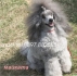 МИНИ -мини - ПУДЕЛ (височина в зряла възраст 23-33см.) -развъдник WWW.DOGKENNELBG.COM продава кученца на 60дни, обезпаразитени, с паспорт. Порода...
