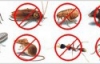 унищожаване на хлебарки, пръскане против кърлежи , мишки 0887205688