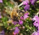 пчелен прашец от производител
