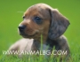 ДАКЕЛ -развъдник WWW.DOGKENNELBG.COM продава малки кученца обезпаразитени, с паспорт, с много добра визия, Гладкокосмести, с разнообразна окраска...