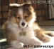 плюшена играчка ШЕЛТИ (мини Шотланско Коли, тегло в зряла възраст до 10кг) -развъдник WWW.DOGKENNELBG.COM ..продава малки кученца, обезпаразитени с...