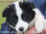 Бордър КОЛИ -обучени за работа с овцете и малки кученца -- продава развъдник WWW.DOGKENNELBG.COM , обезпаразитени, с паспорт, с различни окраски:...