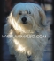 плачеща БОЛОНКА -Италиански Болонез -развъдник за кучета WWW.DOGKENNELBG.COM продава кученца внос от Словакия, от родословно потекло, с татуировка,...