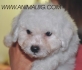 Френска БОЛОНКА -Бишон Фризе -развъдник за кучета WWW.DOGKENNELBG.COM продава кученца внос от Унгария, от родословно потекло, с татуировка,...