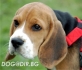 Хариер БИГЪЛ стандартен -за лов (тегло в зряла възраст около 19 кг.) -развъдник за кучета WWW.DOGKENNELBG.COM продава кученца внос от Чехия, от...