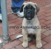 развъдник за БУЛМАСТИФ - WWW.DOGKENNELBG.COM продава кученца внос от Чехия, от родословно потекло, с татуировка, Евро-паспорт, имунизации,...