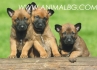 развъдник за МАЛИНОА Белгийска Овчарка - WWW.DOGKENNELBG.COM продава кученца внос от Сърбия, от родословно потекло, с татуировка, Евро-паспорт,...