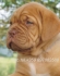развъдник за ДОГ от БОРДО (Френски Мастиф) -развъдник за кучета WWW.DOGKENNELBG.COM продава кученца внос от Словакия, от родословно потекло, с...