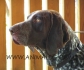 КУРЦХАР Германски (Немски Брак) -развъдник за кучета WWW.DOGKENNELBG.COM продава кученца внос от Сърбия, от родословно потекло, с татуировка,...