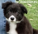 развъдник за БОРДЪР  КОЛИ Английско - WWW.DOGKENNELBG.COM продава кученца на 2 месеца внос от Унгария, от родословно потекло, с татуировка,...