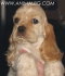 КОКЕР ШПАНЬОЛ Американски -развъдник за кучета WWW.DOGKENNELBG.COM продава кученца на 60 дни, с ОРИГИНАЛНА визия-къса муцунка и мини размер, внос...