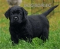 ЛАБРАДОР Ретривър ЧЕРЕН цвят, късокосмест -развъдник за кучета WWW.DOGKENNELBG.COM продава кученца внос от Словакия, от родословно потекло, с...