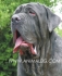 развъдник за Неаполитански Мастиф - WWW.DOGKENNELBG.COM продава кученца внос от Словакия, от родословно потекло, с татуировка, Евро-паспорт,...