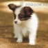 мини ПАПИЛОН джудже (Френски Папийон, тегло в зряла възраст 2-3кг.) -развъдник за кучета WWW.DOGKENNELBG.COM продава кученца внос от Унгария, от...