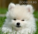 ПОМЕРАН оригинал, супер миниатюрен (Джудже-тегло в зряла възраст под 2кг., височина до 23см.) -развъдник за кучета WWW.DOGKENNELBG.COM продава...