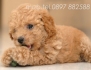 ПУДЕЛ супер миниатюрен (Джудже Той Пудел-играчка, височина 20-26см.) -развъдник за кучета WWW.DOGKENNELBG.COM продава кученца внос от...