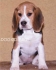 Хрътка ФоксХаунд Американски за ЛОВ -развъдник WWW.DOGKENNELBG.COM продава кученца на 80 дни внос от Сърбия, от родословно потекло, с татуировка,...