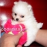 ШПИЦ  ПОМЕРАНСКИ "Джудже-играчка" (тегло в зряла възраст максимум до 2,5кг.) -развъдник за кучета WWW.DOGKENNELBG.COM продава кученца на...