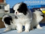 развъдник за Японски ХИН -кучета WWW.DOGKENNELBG.COM продава кученца внос от Унгария, с ОРИГИНАЛНА визия-миниатюрен размер с издължени крачета, от...