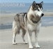 Аляски МАЛАМУТ за РАЗПЛОД мъжкар "оригинален" --предлага Развъдник и малки кученца бебета Аляски Маламут - целогодишно. Мъжкото куче...
