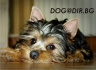 МИНИ Австралийски Силки Териер -развъдник за кучета WWW.DOGKENNELBG.COM продава кученца внос от Унгария, от родословно потекло, с татуировка,...