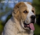 АЛАБАЙ, Средно Азиатска Овчарка ( САО ) -развъдник за кучета WWW.DOGKENNELBG.COM продава кученца на 2 месеца внос от Русия-Молдова, от родословно...